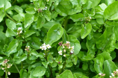 Atlin-Warm-Springs4