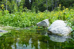 Atlin-Warm-Springs5