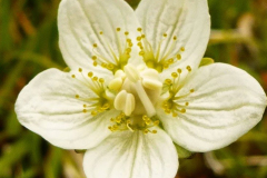 Atlin-Warm-Springs6