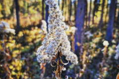Liard-Hpot-Springs-4-@x.capture.that_