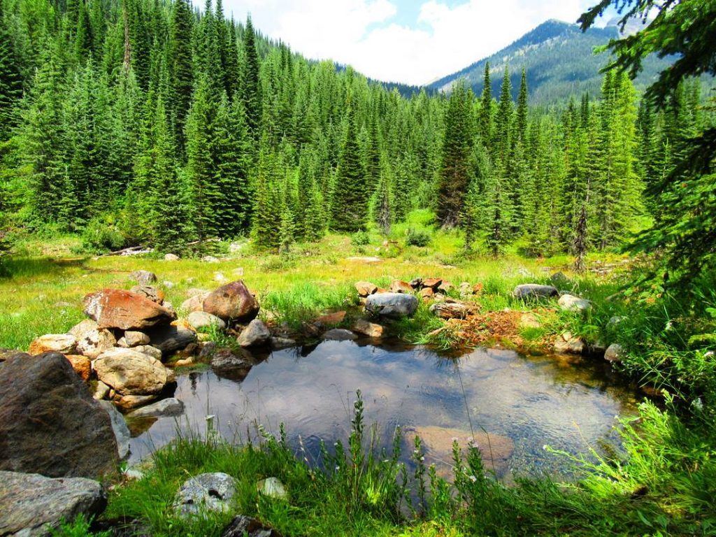 Read more about the article Wild Horse Warm Springs