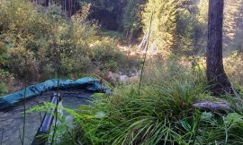 Crawford Creek Warm Springs